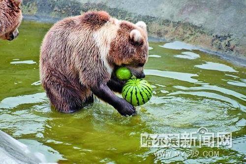 娱乐吃瓜酱小动物视频大全,趣味十足！小动物吃瓜视频大盘点