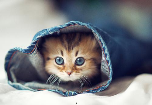 大懒猫娱乐八卦爆料吃瓜